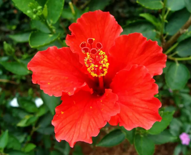 How To Use Hibiscus For Skin Lightening