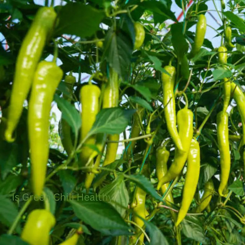 How much green chilli per day