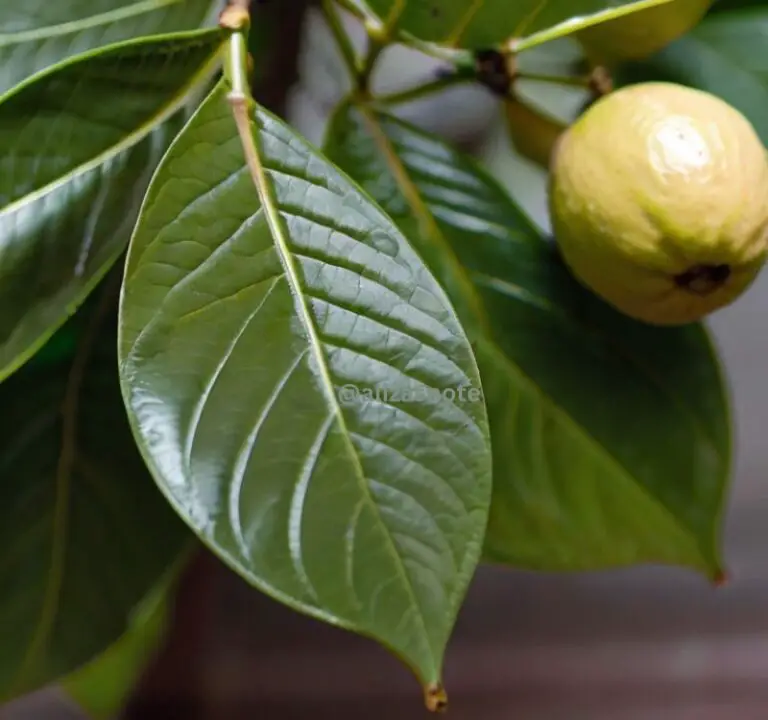 How To Use Guava Leaf For Hair Growth