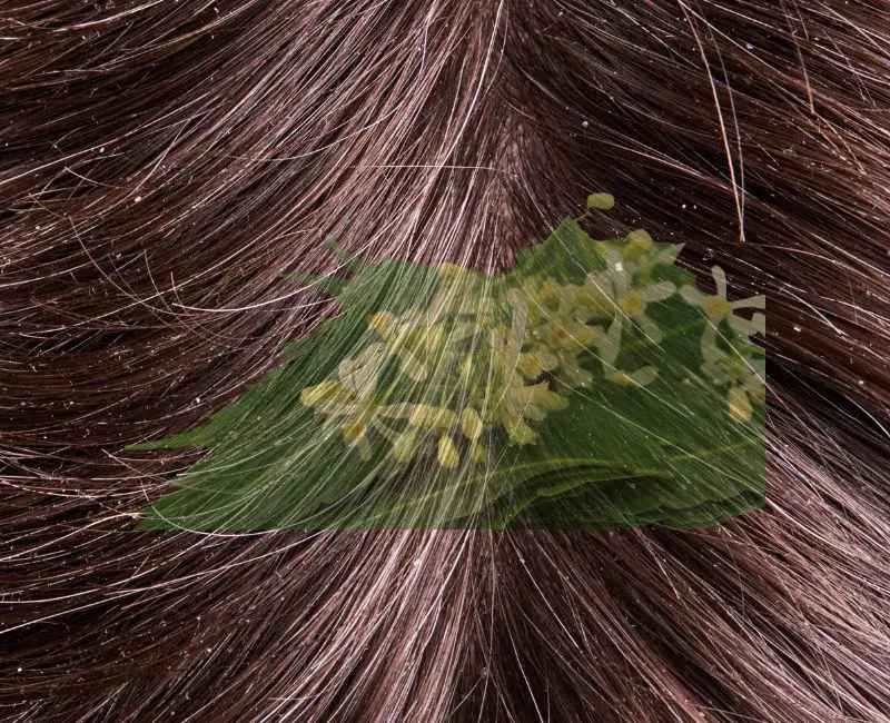 Dandruff Treatment With Neem Leaves