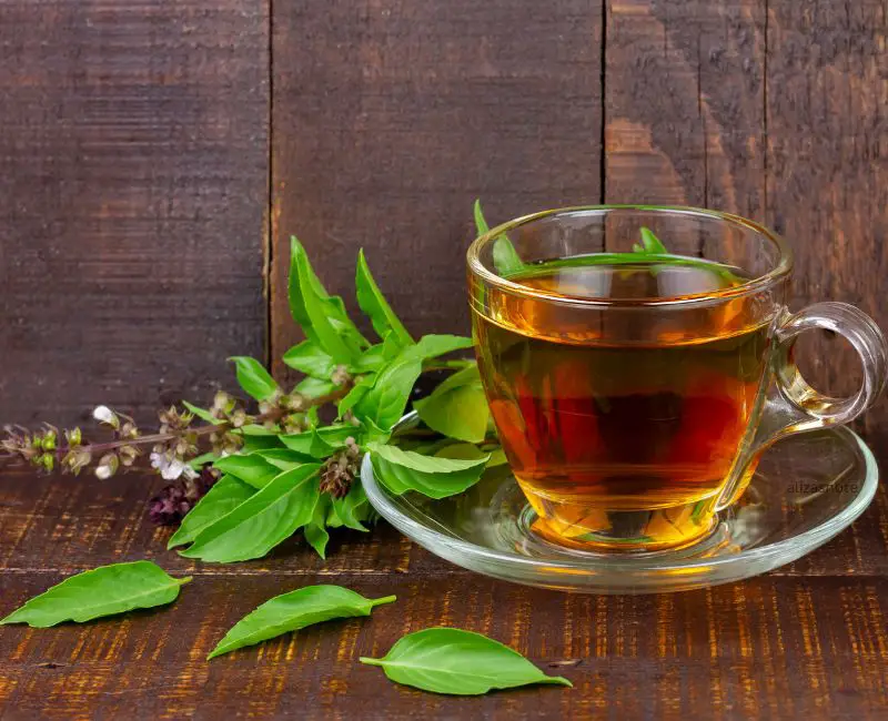How To Make Basil Tea From Fresh Leaves