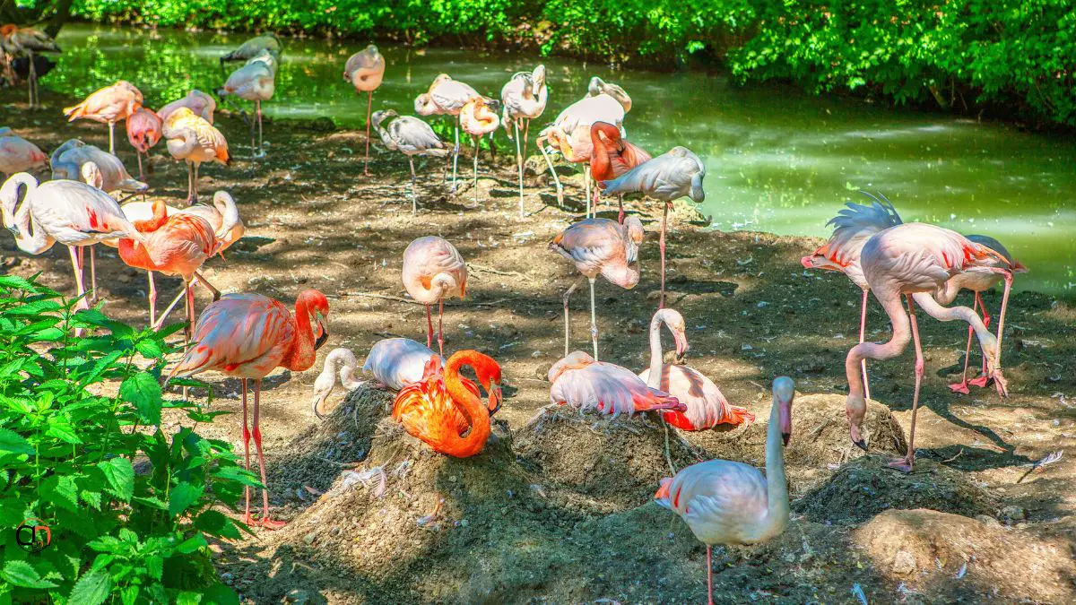 Flamingo Park